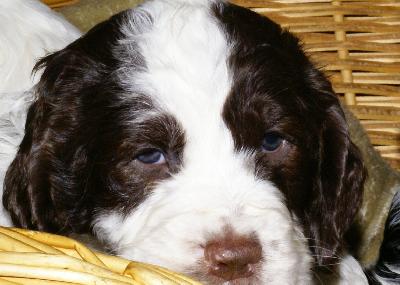springer spaniel puppies mn springer spaniel puppies for sale mn breeds picture springer spaniel puppies mn springer spaniel puppies for sale mn breeds picture