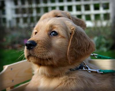 iowa golden retriever golden retriever puppies iowa photo iowa golden retriever golden retriever puppies iowa photo