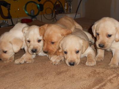 labahoula puppies for sale yellow lab puppies for sale labahoula puppies for sale yellow lab puppies for sale