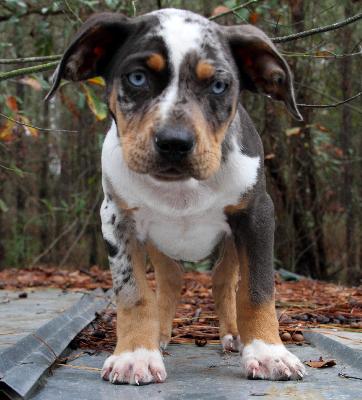 catahoula puppies for sale big k s catahoulas at gun directory catahoula puppies for sale big k s catahoulas at gun directory