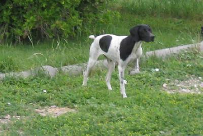 dog crates white on Lish Kennels: JH Sired AKC and NAVHDA registered German Shorthaired ...