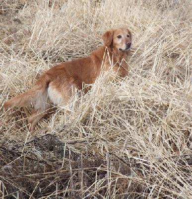 field bred golden retrievers lish kennels at gun directory field bred golden retrievers lish kennels at gun directory