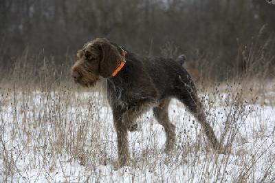 Irish Setter Club Of Michigan | Dog Breeds Picture Irish Setter Club Of Michigan | Dog Breeds Picture