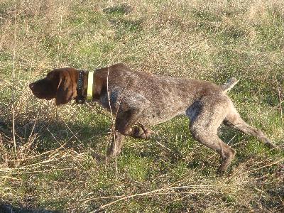 gun dogs for sale winkelman s gun dogs at gun directory gun dogs for sale winkelman s gun dogs at gun directory
