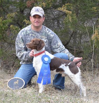Irish Red And White Setter A Superior Gun Dog Irish Red And White Setter A Superior Gun Dog