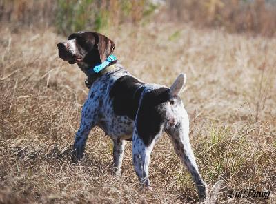 bird dogs buggytown bird dogs at gun directory bird dogs buggytown bird dogs at gun directory