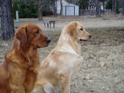 what is a field golden retriever what is a field golden retriever dogs our friends photo what is a field golden retriever what is a field golden retriever dogs our friends photo