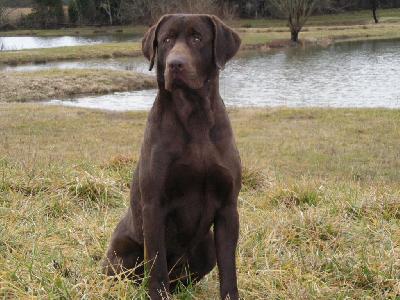 pheasant hill golden retrievers cedar hill retrievers at gun directory pheasant hill golden retrievers cedar hill retrievers at gun directory