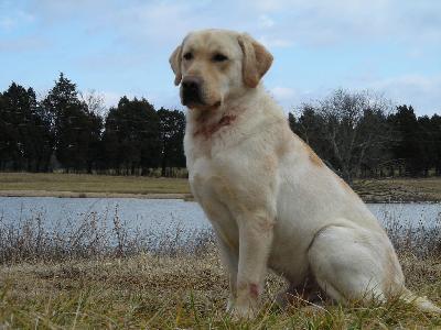 pheasant hill golden retrievers cedar hill retrievers at gun directory pheasant hill golden retrievers cedar hill retrievers at gun directory