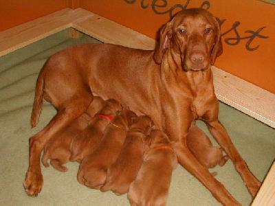 vizsla puppies ohio treeing tennessee brindle treeing walker coonhound vizsla weimaraner breeds picture vizsla puppies ohio treeing tennessee brindle treeing walker coonhound vizsla weimaraner breeds picture