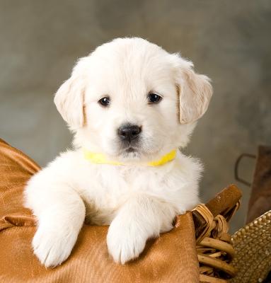 european golden retrievers sophisticated european type light golden retrievers at gun directory european golden retrievers sophisticated european type light golden retrievers at gun directory